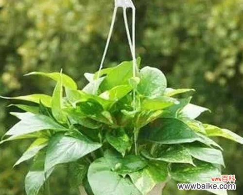 点缀生活空间的清新氛围 办公室绿萝花语