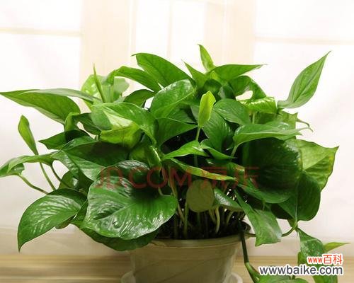 点缀生活空间的清新氛围 办公室绿萝花语