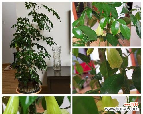 探索幸福树开花的寓意及其对人们的启示 幸福树开花，生活绽放新希望