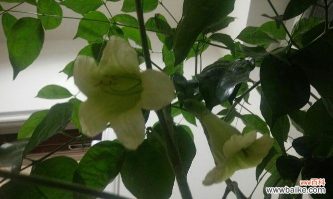 探索幸福树开花的寓意及其对人们的启示 幸福树开花，生活绽放新希望