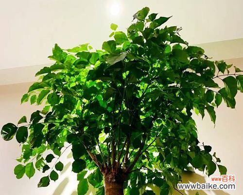 探索幸福树开花的寓意及其对人们的启示 幸福树开花，生活绽放新希望