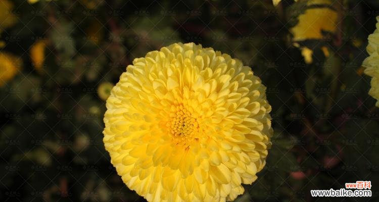 探索菊花在不同月份的寓意与象征 菊花花语的多样性