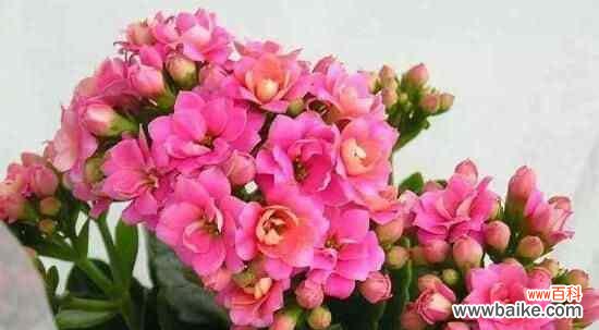 通过颜色解读长寿花的含义 长寿花的色彩寓意