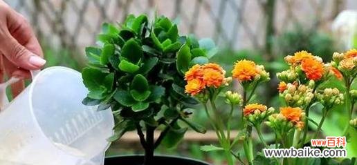 通过颜色解读长寿花的含义 长寿花的色彩寓意