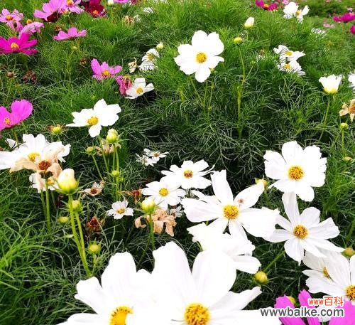 一朵花的成长 波斯菊花