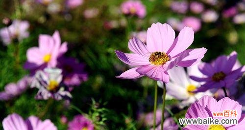 一朵花的成长 波斯菊花