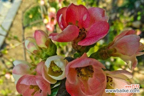 透明的梦幻 玻璃海棠的美丽花语