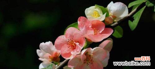 透明的梦幻 玻璃海棠的美丽花语