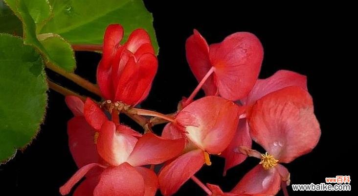 透明的梦幻 玻璃海棠的美丽花语