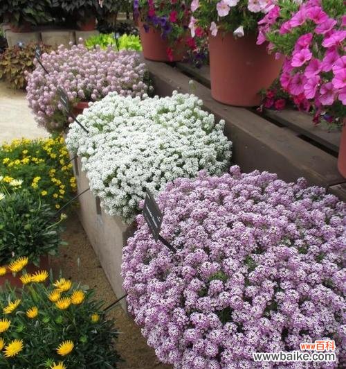 传递生命力与希望的夏菊 北京夏菊花语