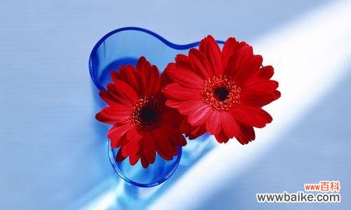 传递生命力与希望的夏菊 北京夏菊花语