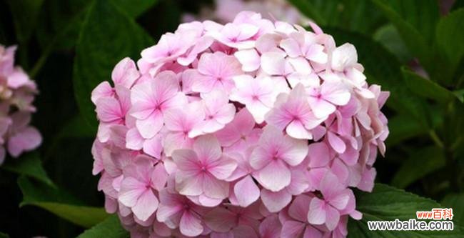 绣球花的花语及寓意解析 绣球花