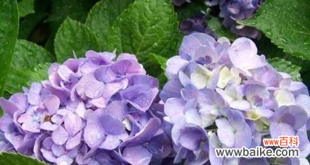 揭开绣球花的隐含花语 绣球花的花语与寓意