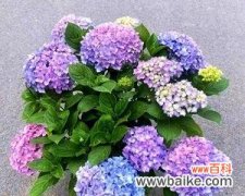 绣球 绣球的寓意与象征