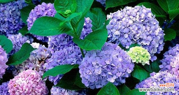 探索绣球花的花语与文化象征 绣球花的花语及其意义