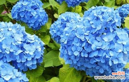 探索绣球花的花语与文化象征 绣球花的花语及其意义