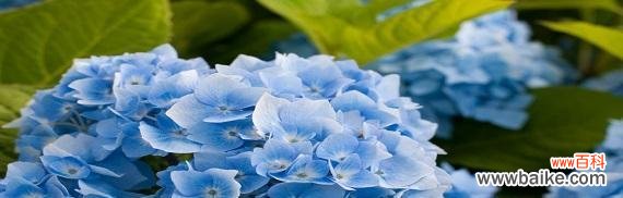 探索绣球花的花语与文化象征 绣球花的花语及其意义