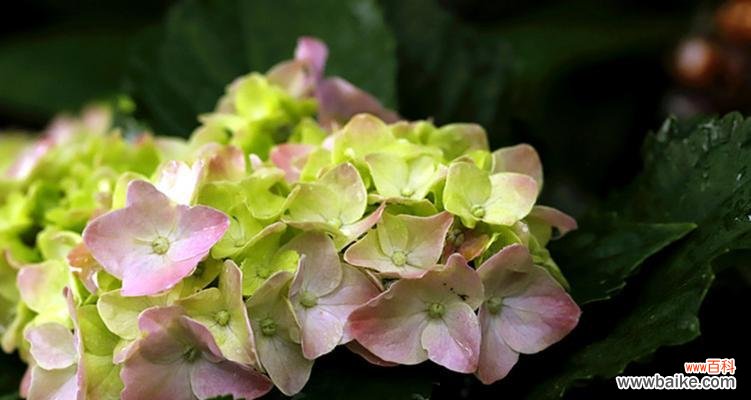 探究绣球花的寓意与传统象征 绣球花的花语及象征意义