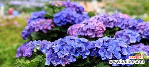 探究绣球花的寓意与传统象征 绣球花的花语及象征意义