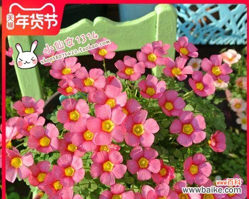 揭开幸运草的神秘面纱 幸运草的象征意义与寓意