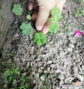 揭开幸运草的神秘面纱 幸运草的象征意义与寓意