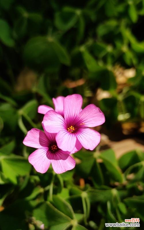 揭开幸运草的神秘面纱 幸运草的象征意义与寓意