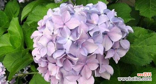 绣球花的花语传递无言的情感 绣球花的花语象征与寓意