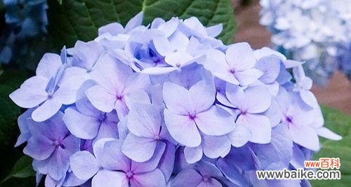 探索绣球花的花语和传递的情感 绣球花的花语及象征意义