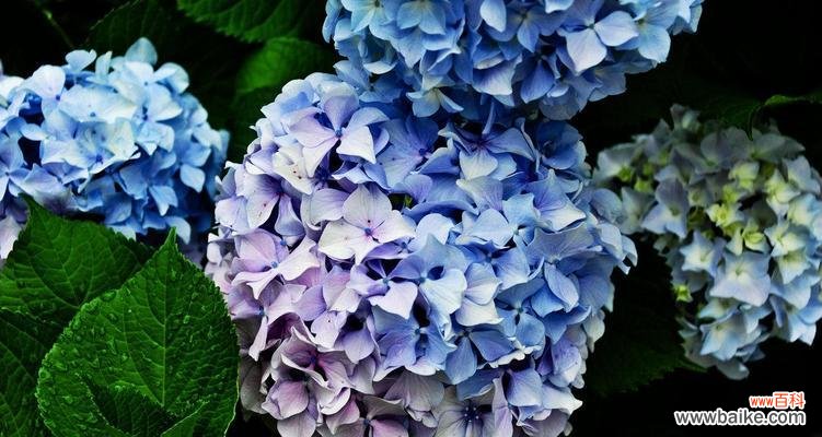 探索绣球花的花语和传递的情感 绣球花的花语及象征意义