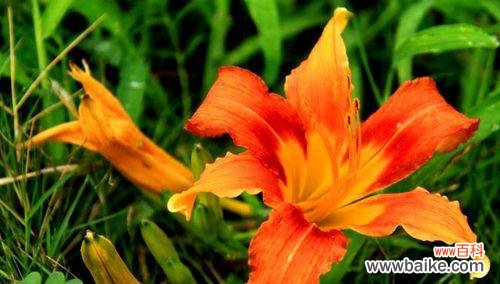 唤起坚持 以萱草的寓意和象征