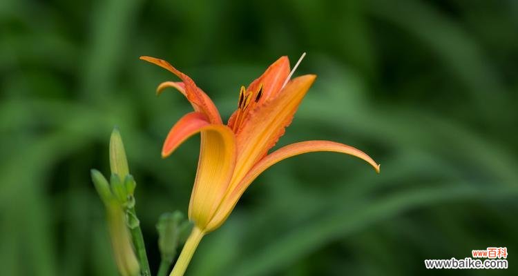 唤起坚持 以萱草的寓意和象征