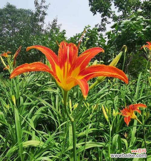 探索以萱草为主角的传说与花语 以萱草的花语与传说