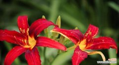 探索以萱草为主角的传说与花语 以萱草的花语与传说