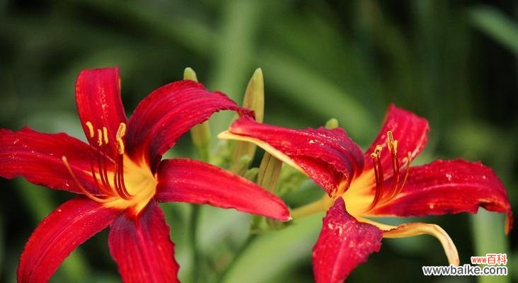 探索以萱草为主角的传说与花语 以萱草的花语与传说