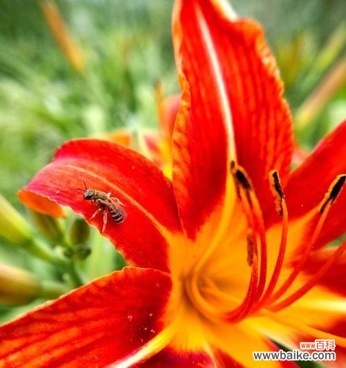 探索以萱草为主角的传说与花语 以萱草的花语与传说