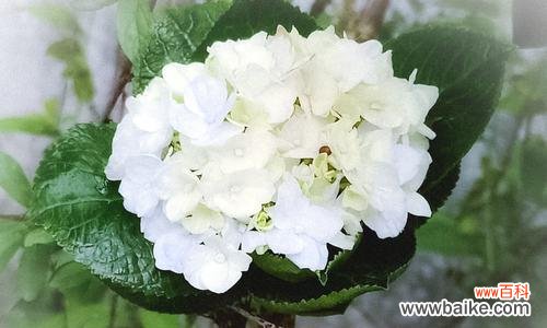 绣球花语解读与传统文化延续 绣球花语的意义与传承