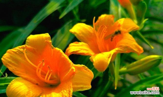 一朵含蓄的花——萱草 萱草花语与寓意