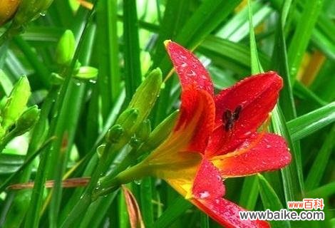 一朵含蓄的花——萱草 萱草花语与寓意