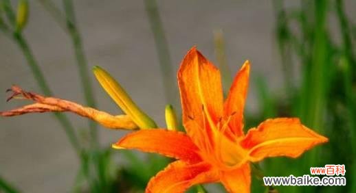 唤醒内心的温柔力量 以萱草花语与寓意述说生命的美好