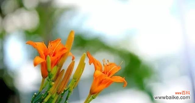 唤醒内心的温柔力量 以萱草花语与寓意述说生命的美好