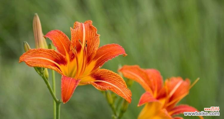 探寻以萱草花为主题的花语之谜 花开有声，以萱草花的花语