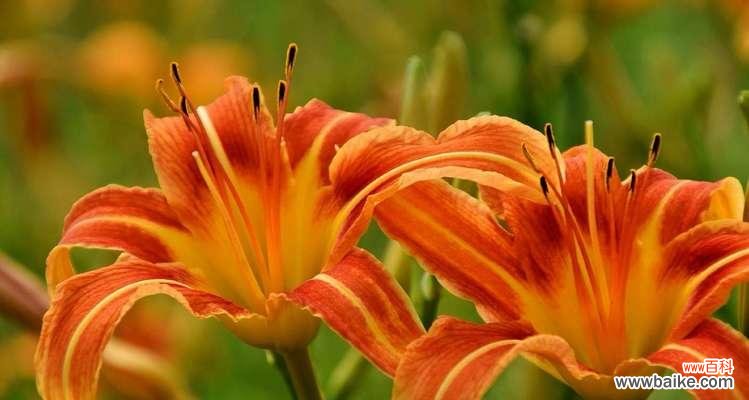 探寻以萱草花为主题的花语之谜 花开有声，以萱草花的花语