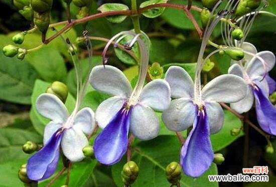 解读花花语 以雪球花花语是什么