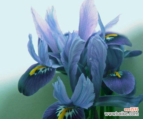 雪莲花——雪山中的守望者 雪莲花花语——纯洁和高尚的象征