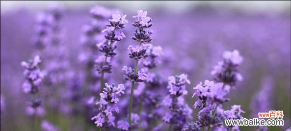 传递宁静与宁神的芳香 薰衣草的花语与意义