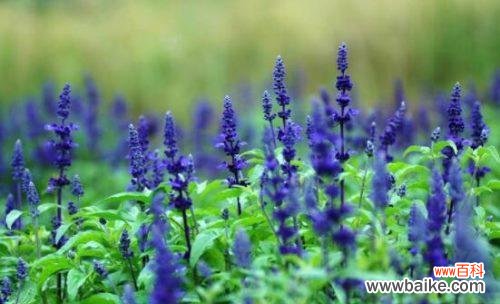 追溯薰衣草的历史渊源 薰衣草的花语与寓意