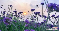 追溯薰衣草的历史渊源 薰衣草的花语与寓意