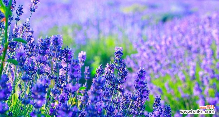 揭秘薰衣草的秘密花语和象征 薰衣草