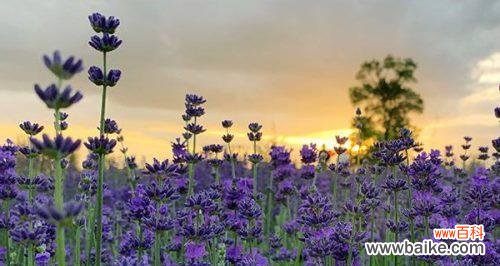 揭秘薰衣草的秘密花语和象征 薰衣草