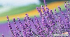 揭秘薰衣草的秘密花语和象征 薰衣草